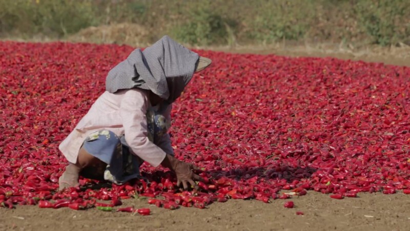Drying Red Peppers in Myanmar