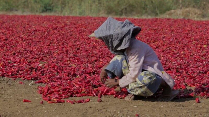 Drying Red Peppers in Myanmar