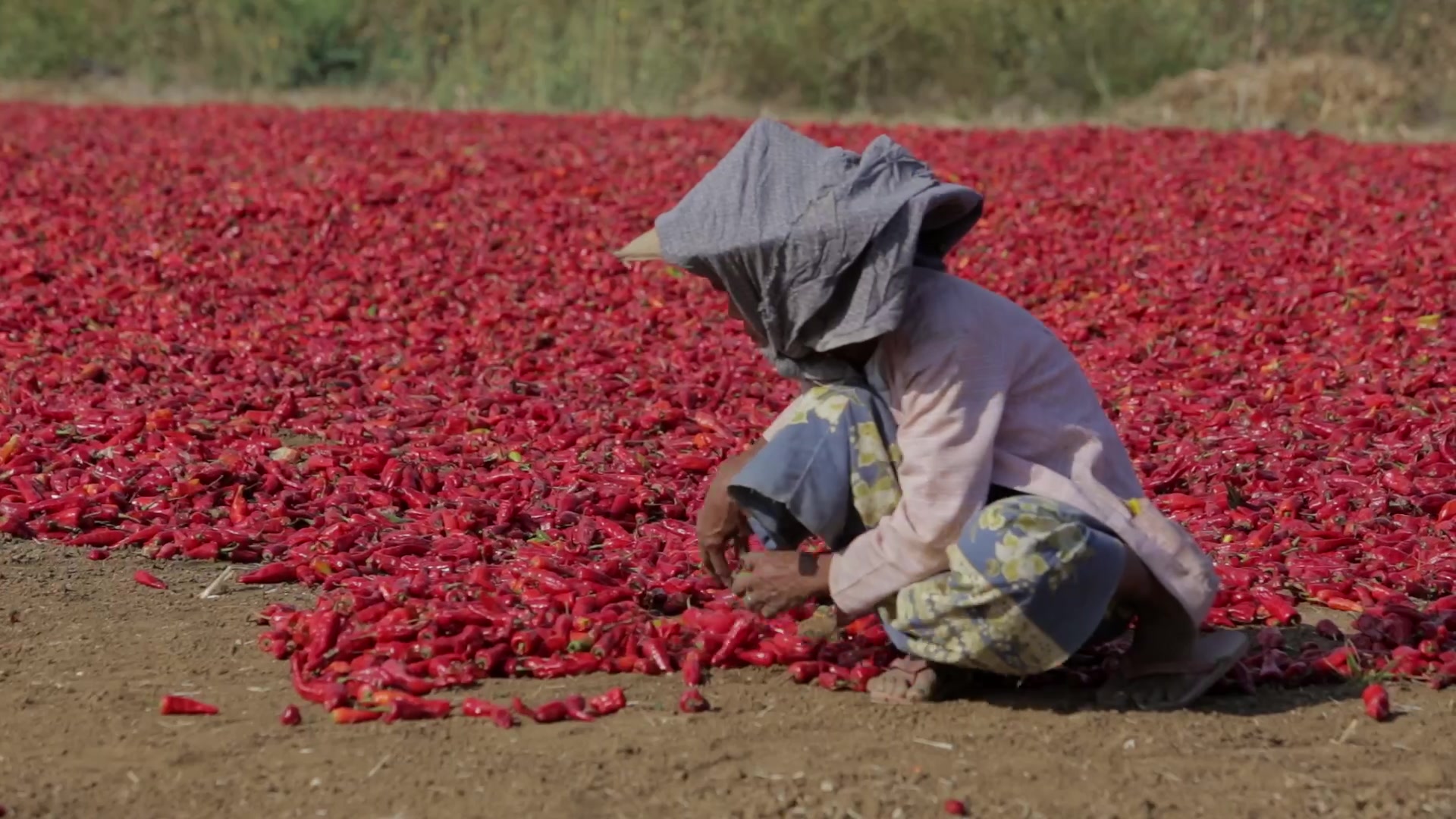Drying Red Peppers in Myanmar