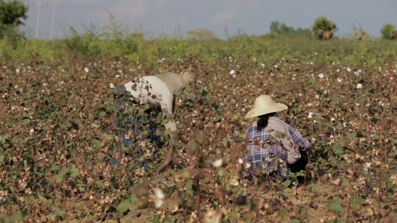 Burmese Women Work Picking Cotton