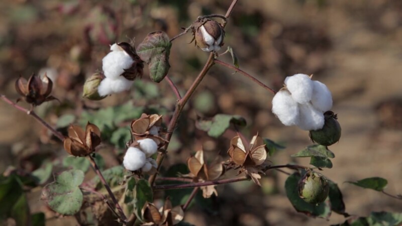 Cotton, Ready for Picking