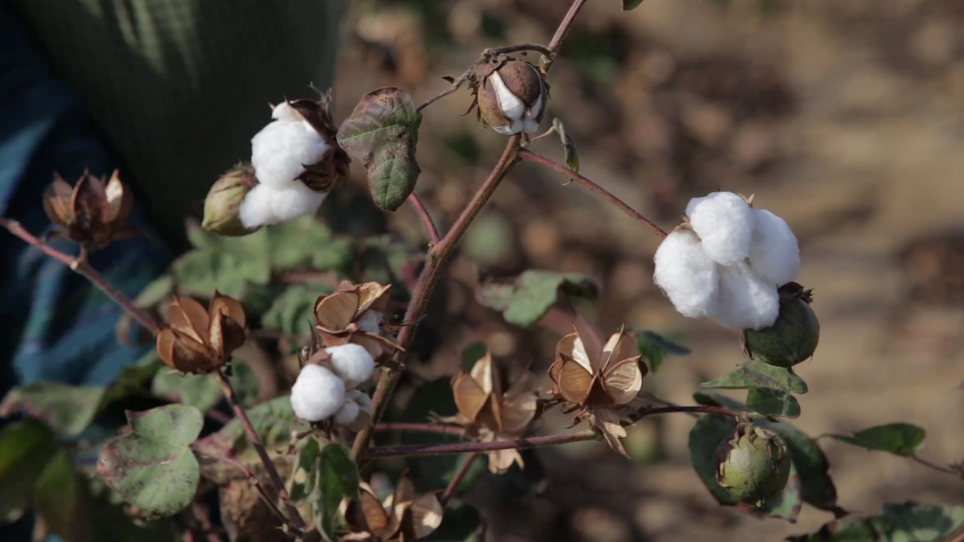 Burmese Women Work Picking Cotton