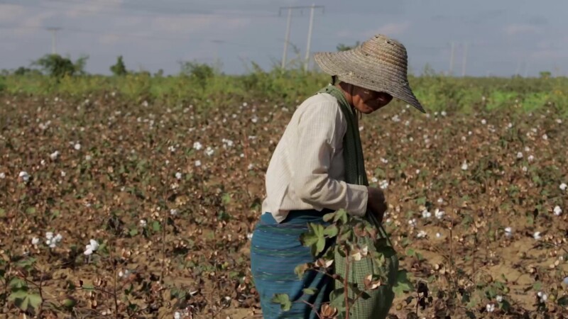 Burmese Women Work Picking Cotton