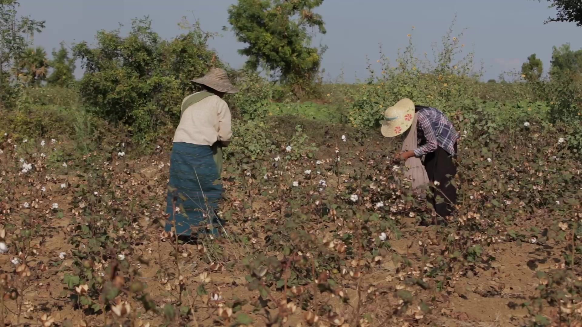 Burmese Women Work Picking Cotton