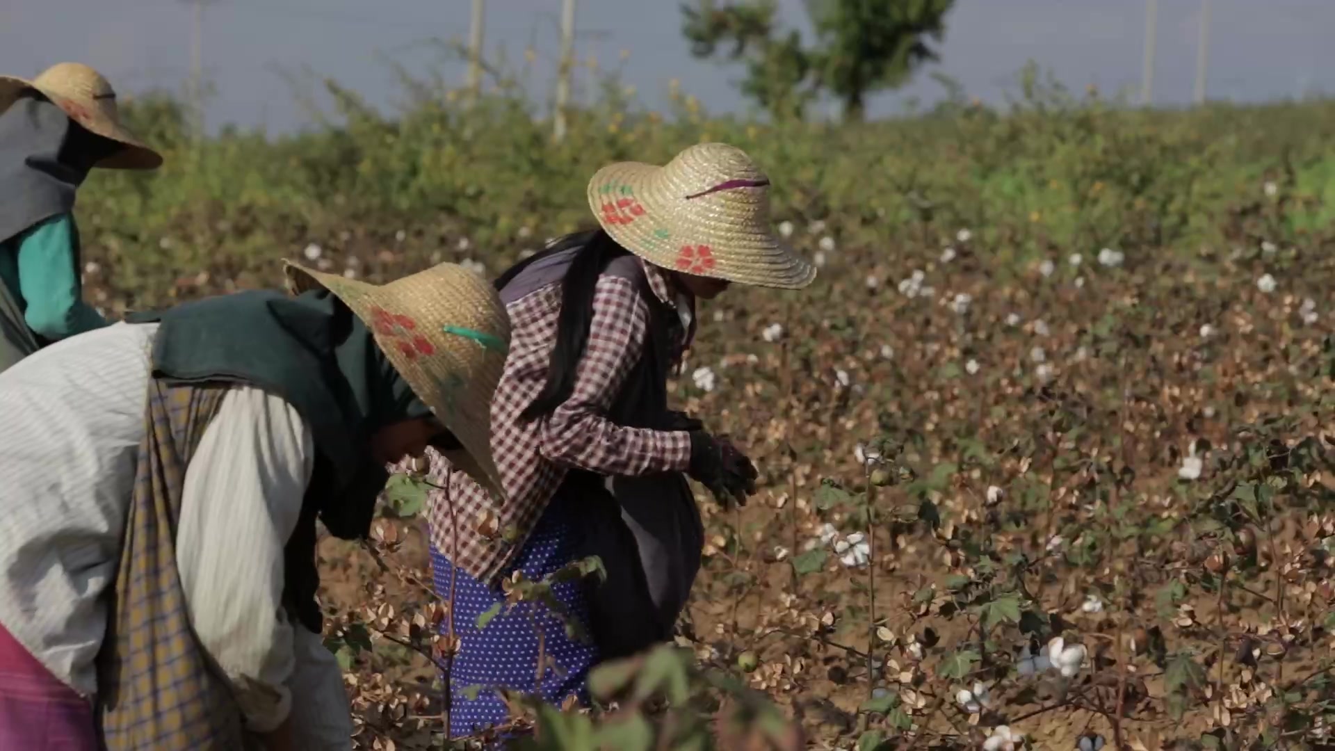Burmese Women Work Picking Cotton