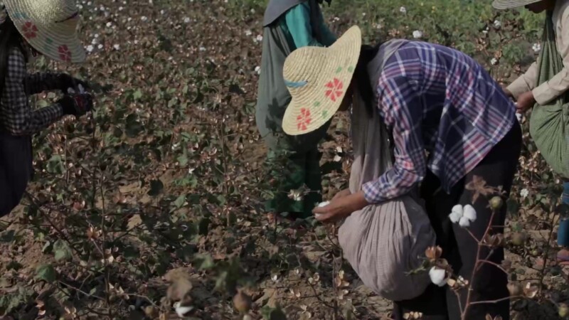 Burmese Women Work Picking Cotton
