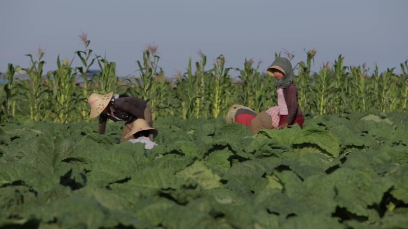Women Working in a Tobacco Field