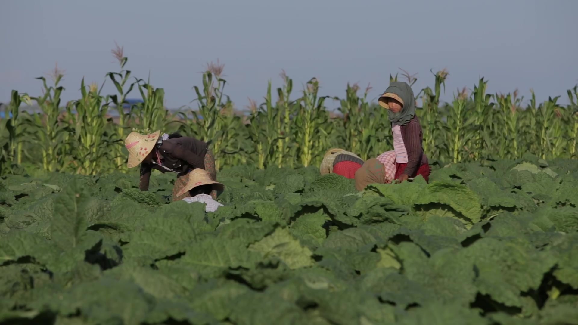 Women Working in a Tobacco Field