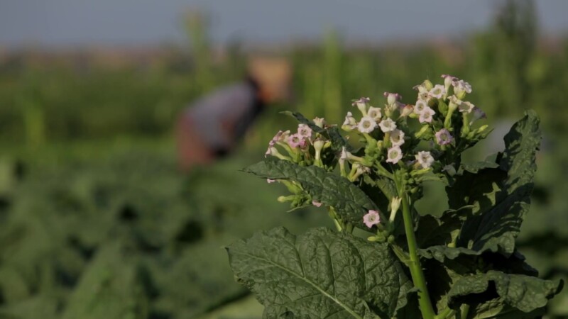 Tobacco Plant in Bloom