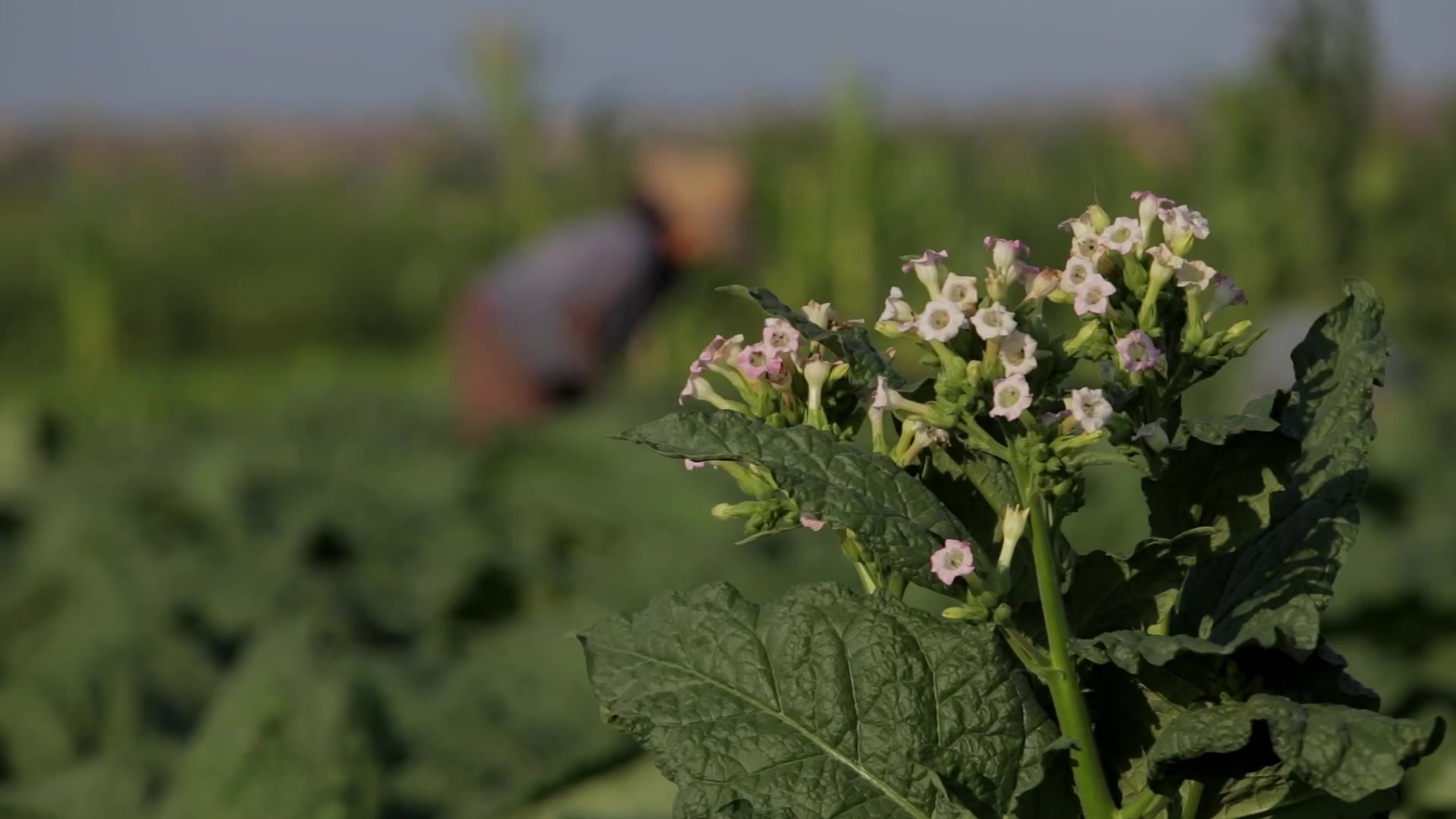 Tobacco Plant in Bloom