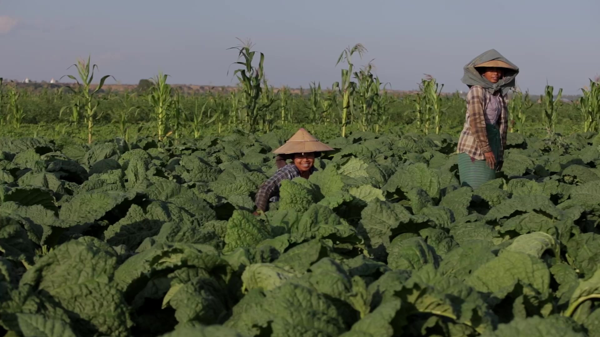 Women Working in a Tobacco Field