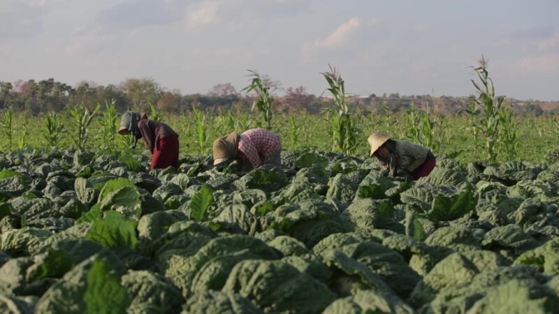 Women Working in a Tobacco Field