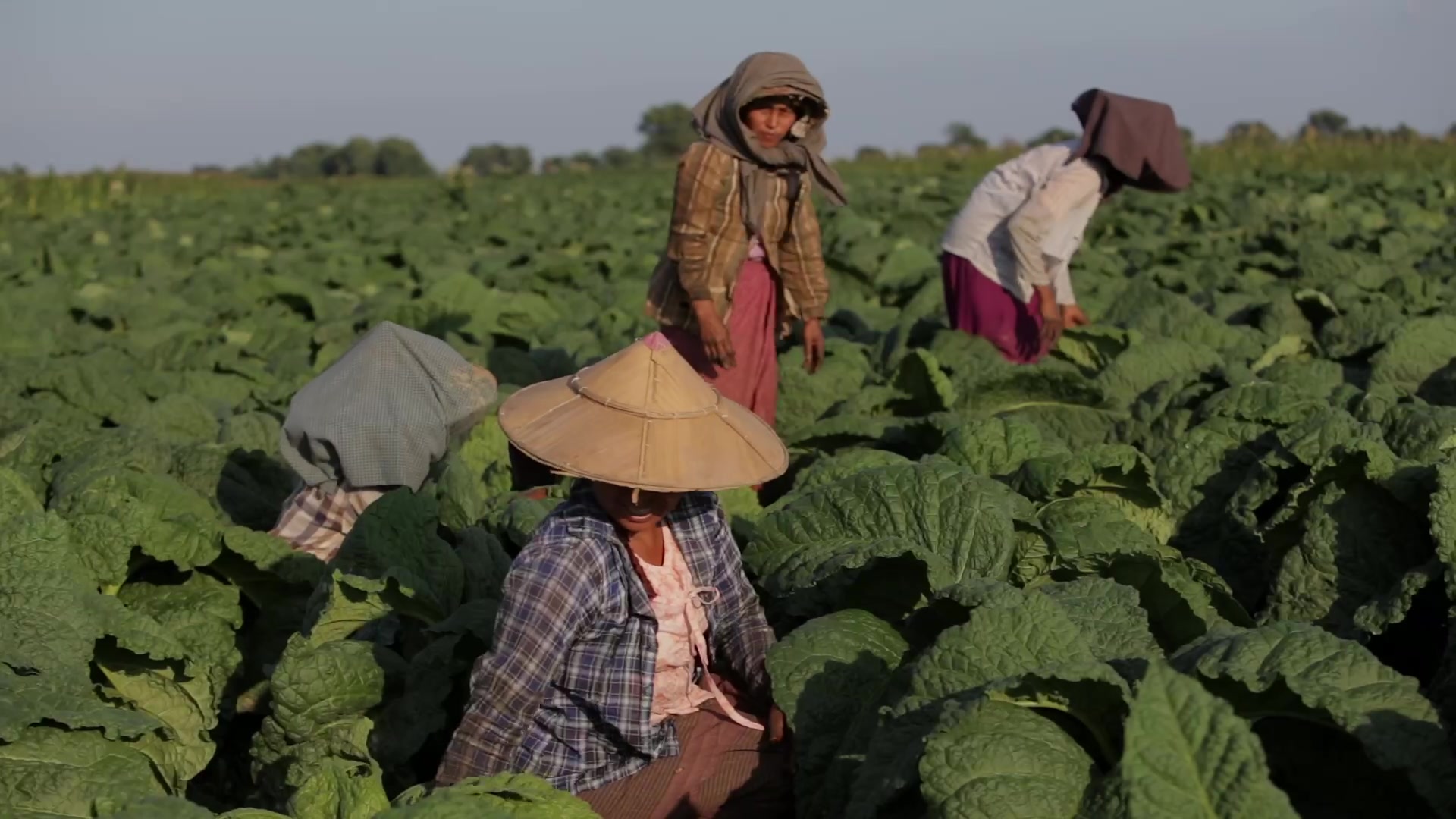 Women Working in a Tobacco Field