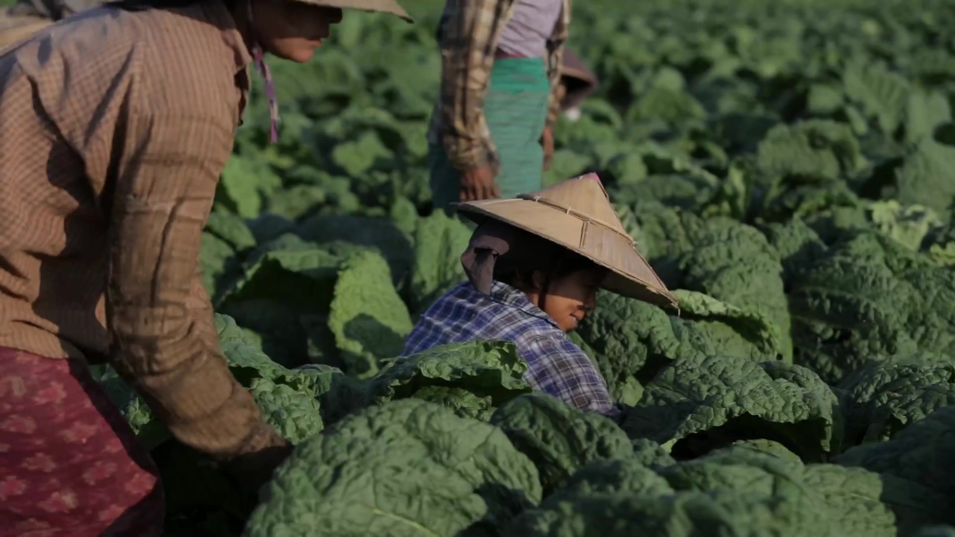 Women Working in a Tobacco Field
