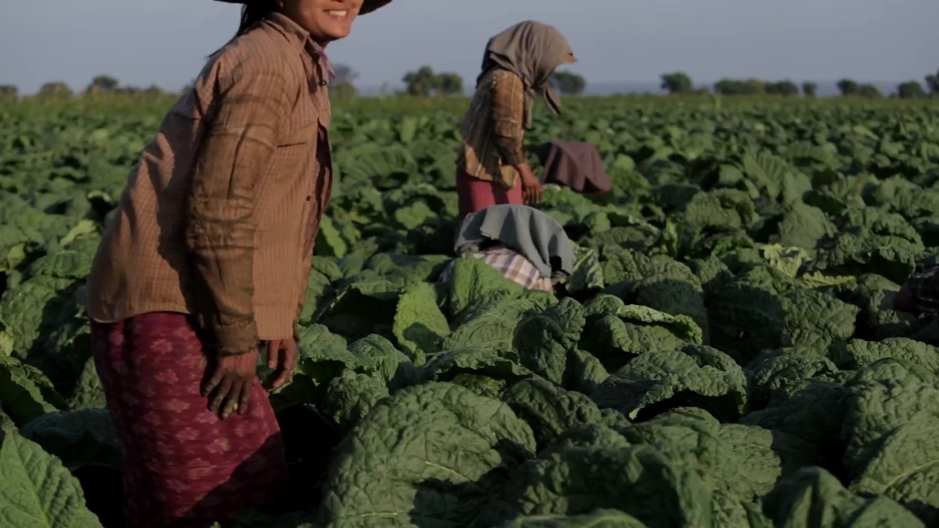 Women Working in a Tobacco Field