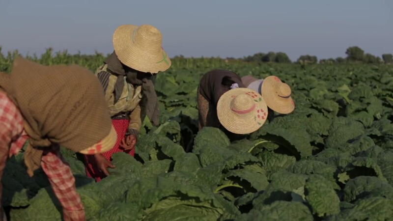 Women Working in a Tobacco Field