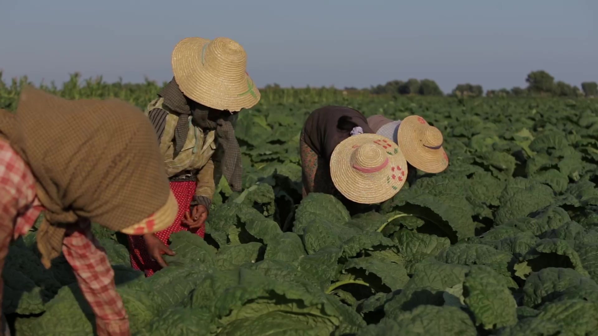 Women Working in a Tobacco Field