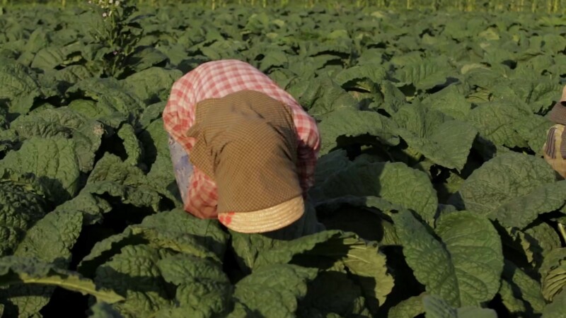 Women Working in a Tobacco Field