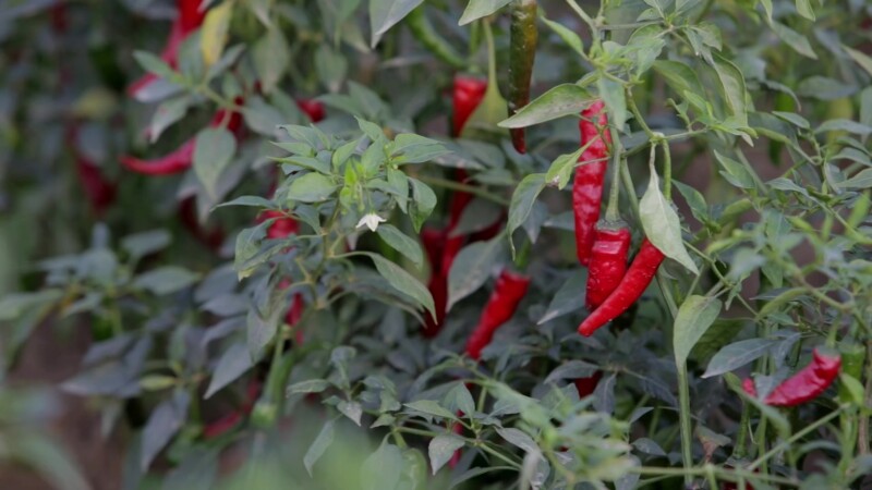 Hot Red Chillie Peppers