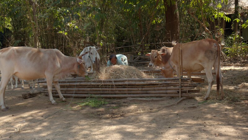 Cows Eating Hay at a Farm in Myanmar