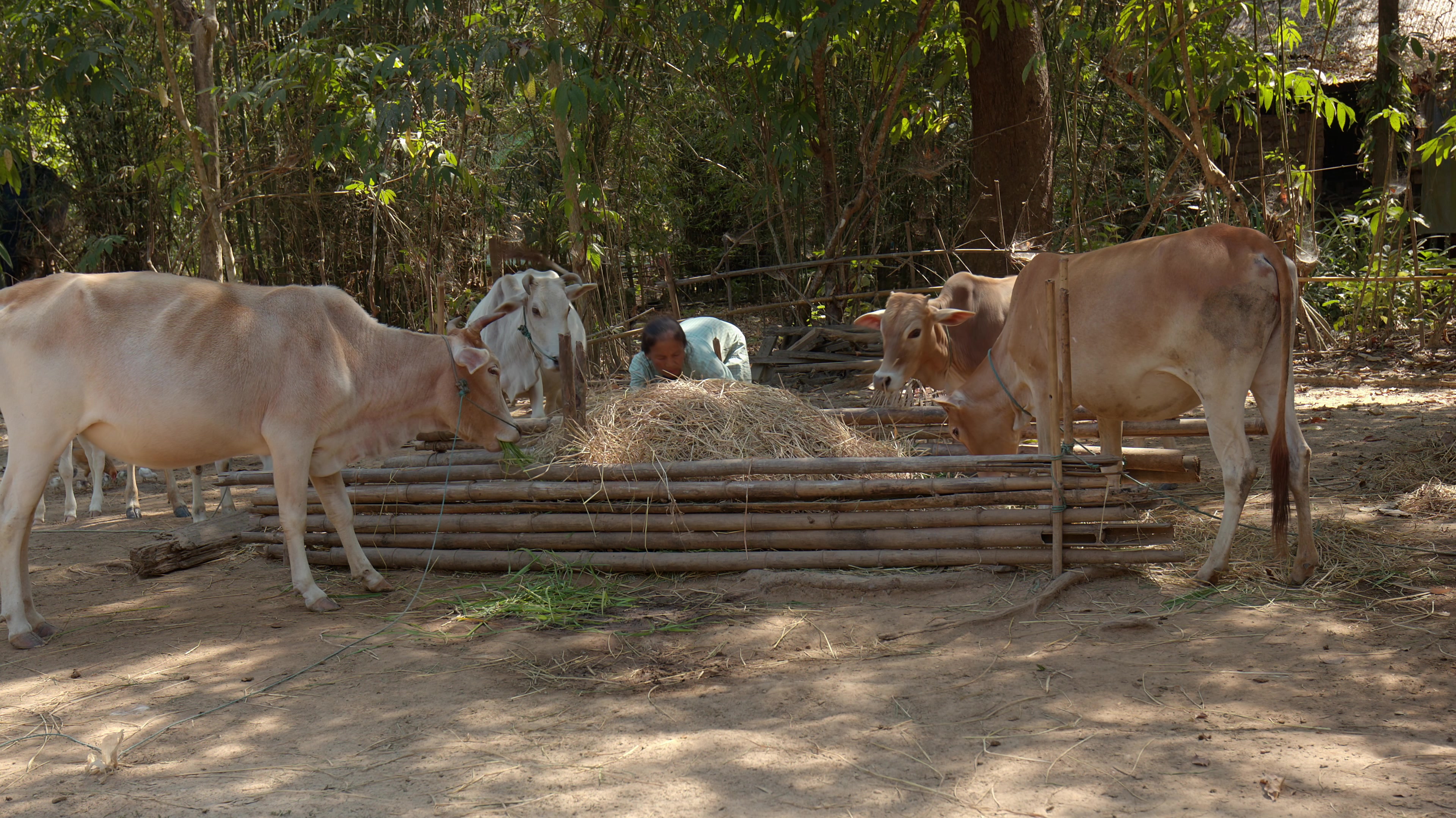 Cows Eating Hay at a Farm in Myanmar