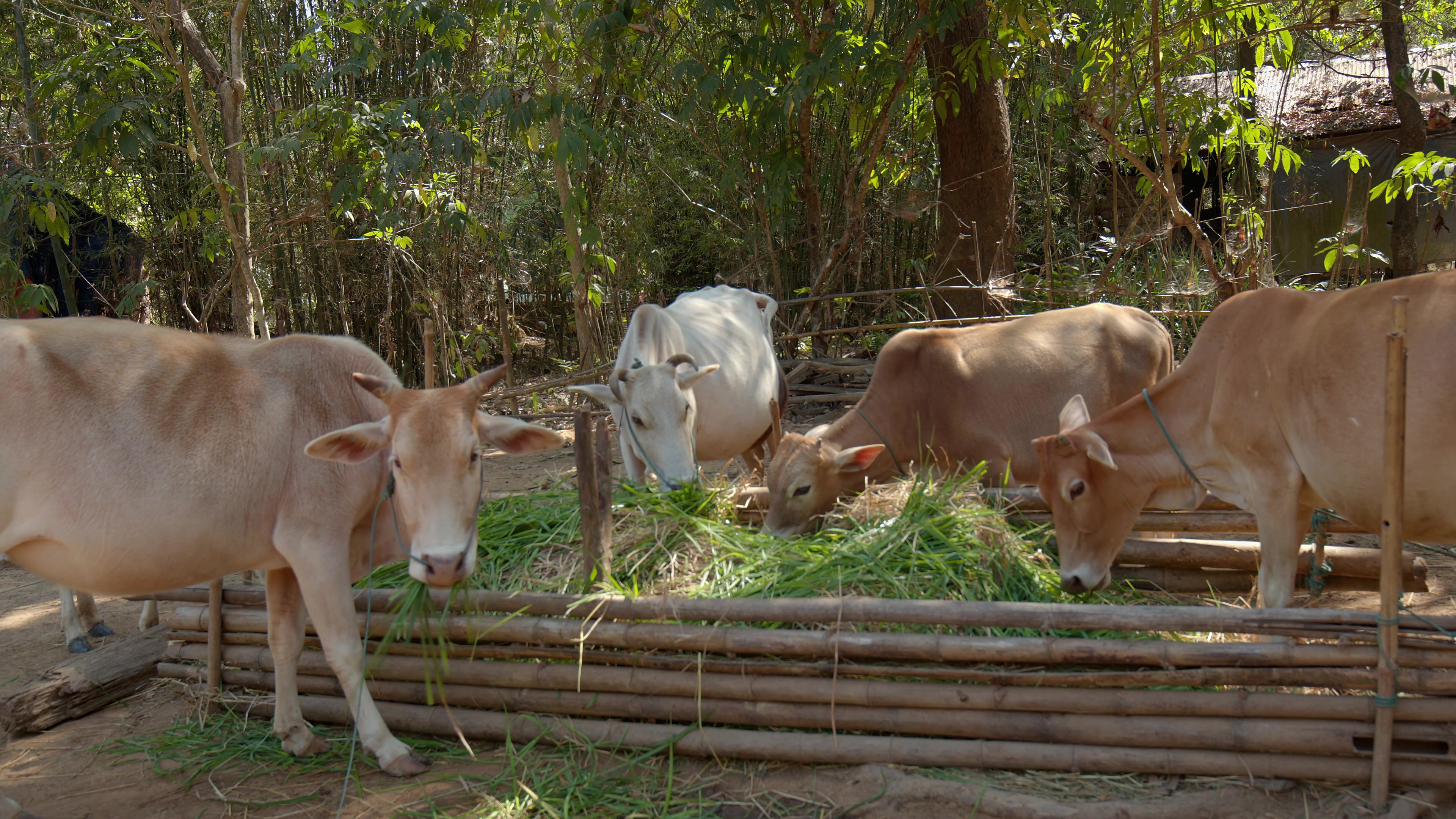 Cows Eating Hay at a Farm in Myanmar