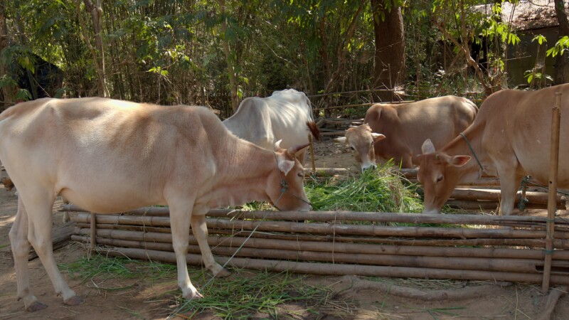 Cows Eating Hay at a Farm in Myanmar