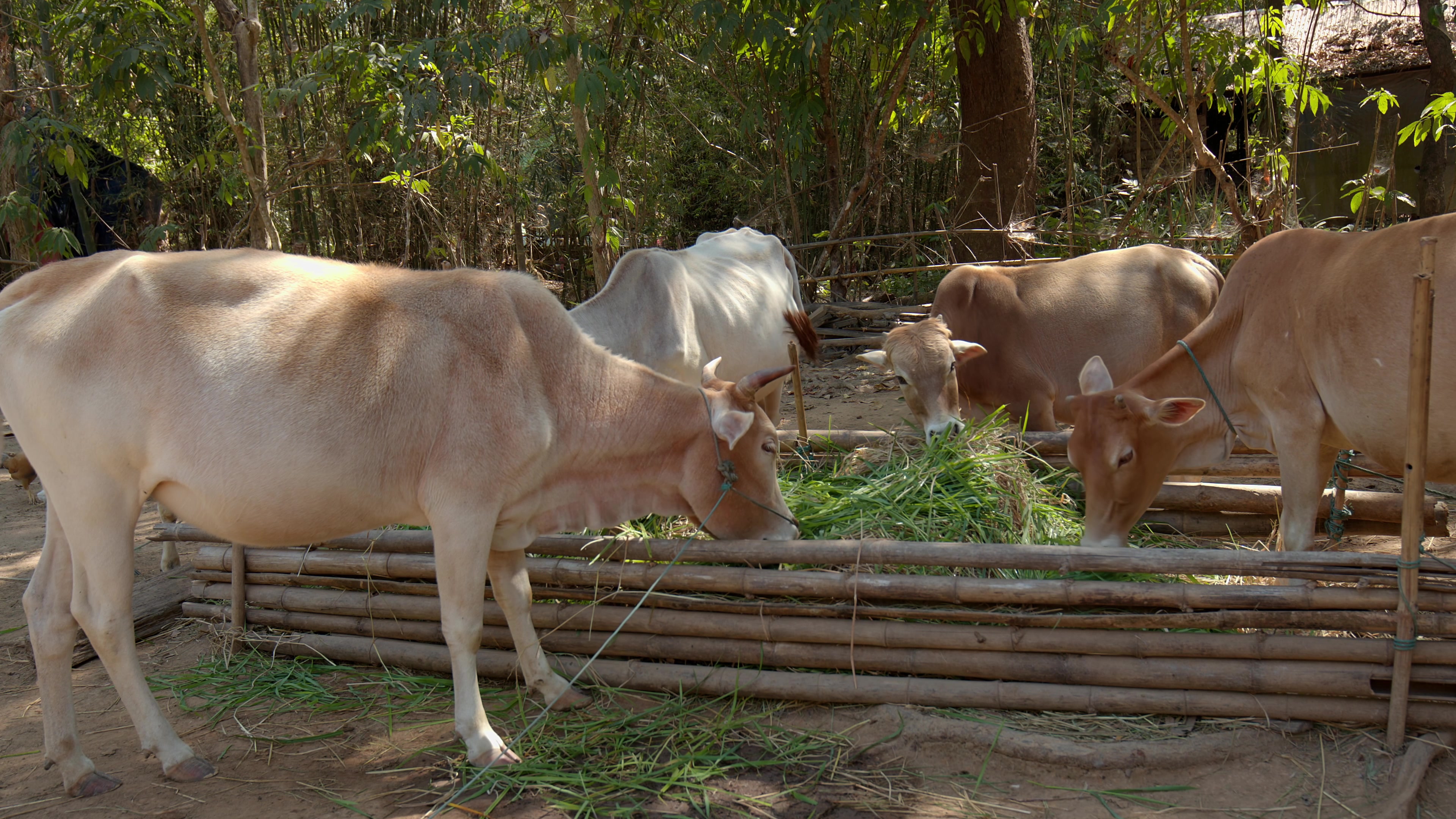 Cows Eating Hay at a Farm in Myanmar