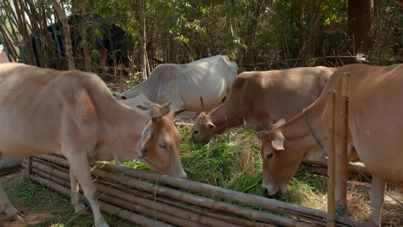 Cows Eating Hay at a Farm in Myanmar