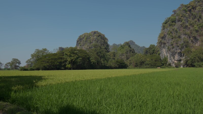 Green Rice Fields in Myanmar
