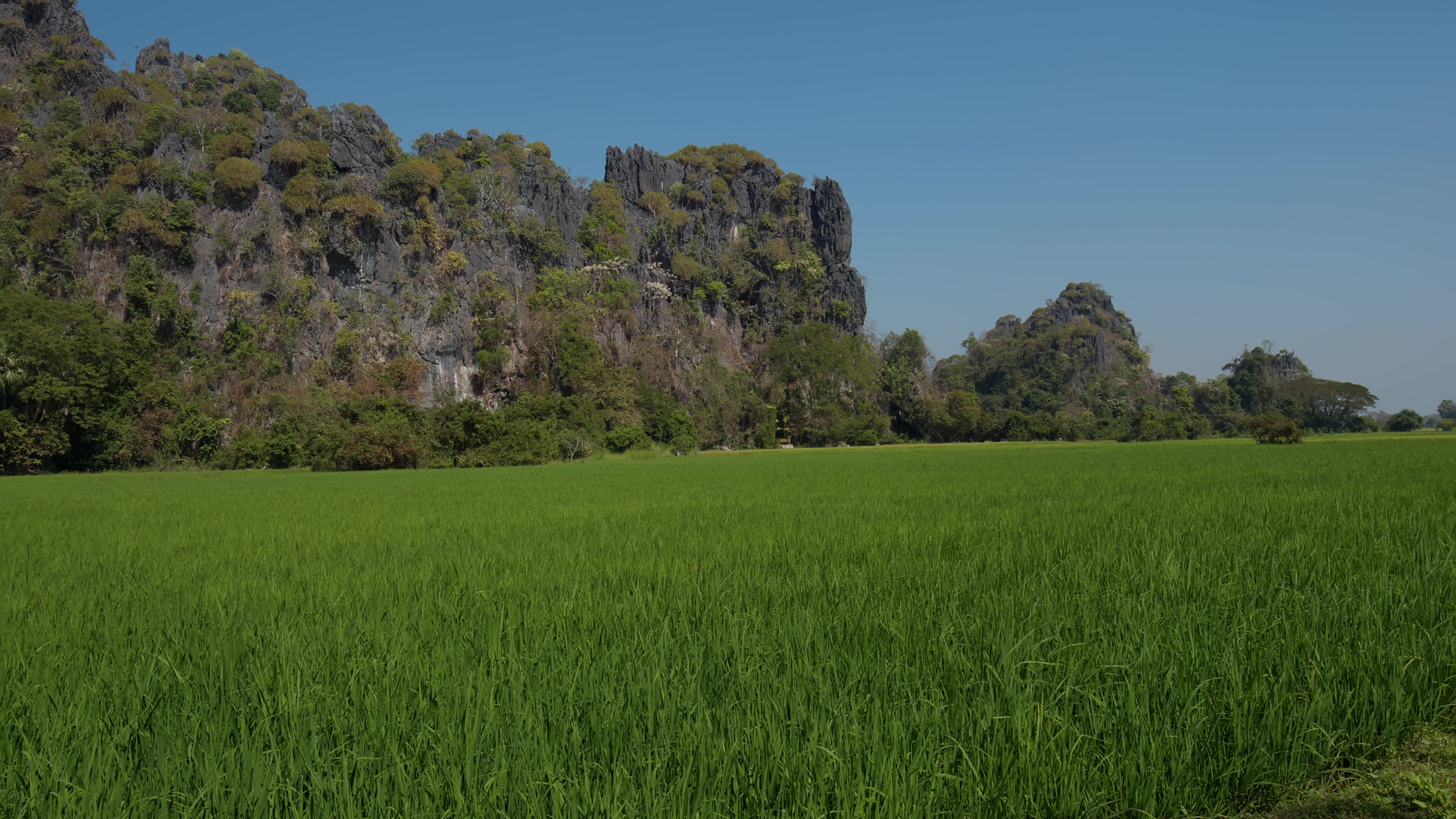 Green Rice Fields in Myanmar