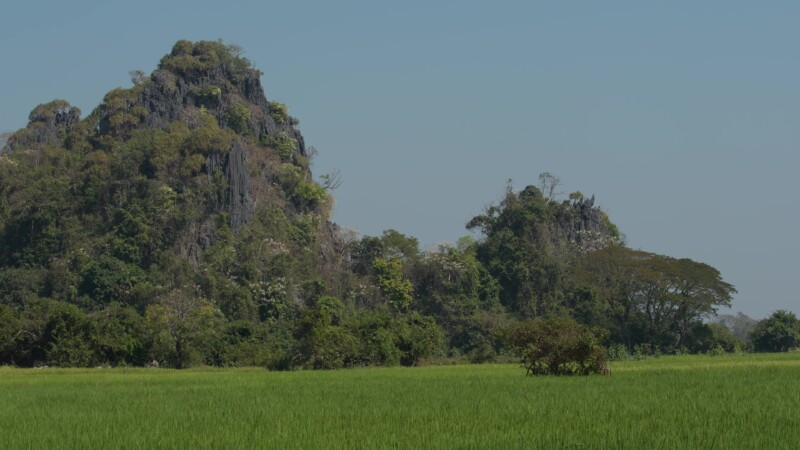Green Rice Fields in Myanmar