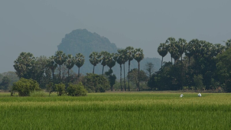 Green Rice Fields in Myanmar