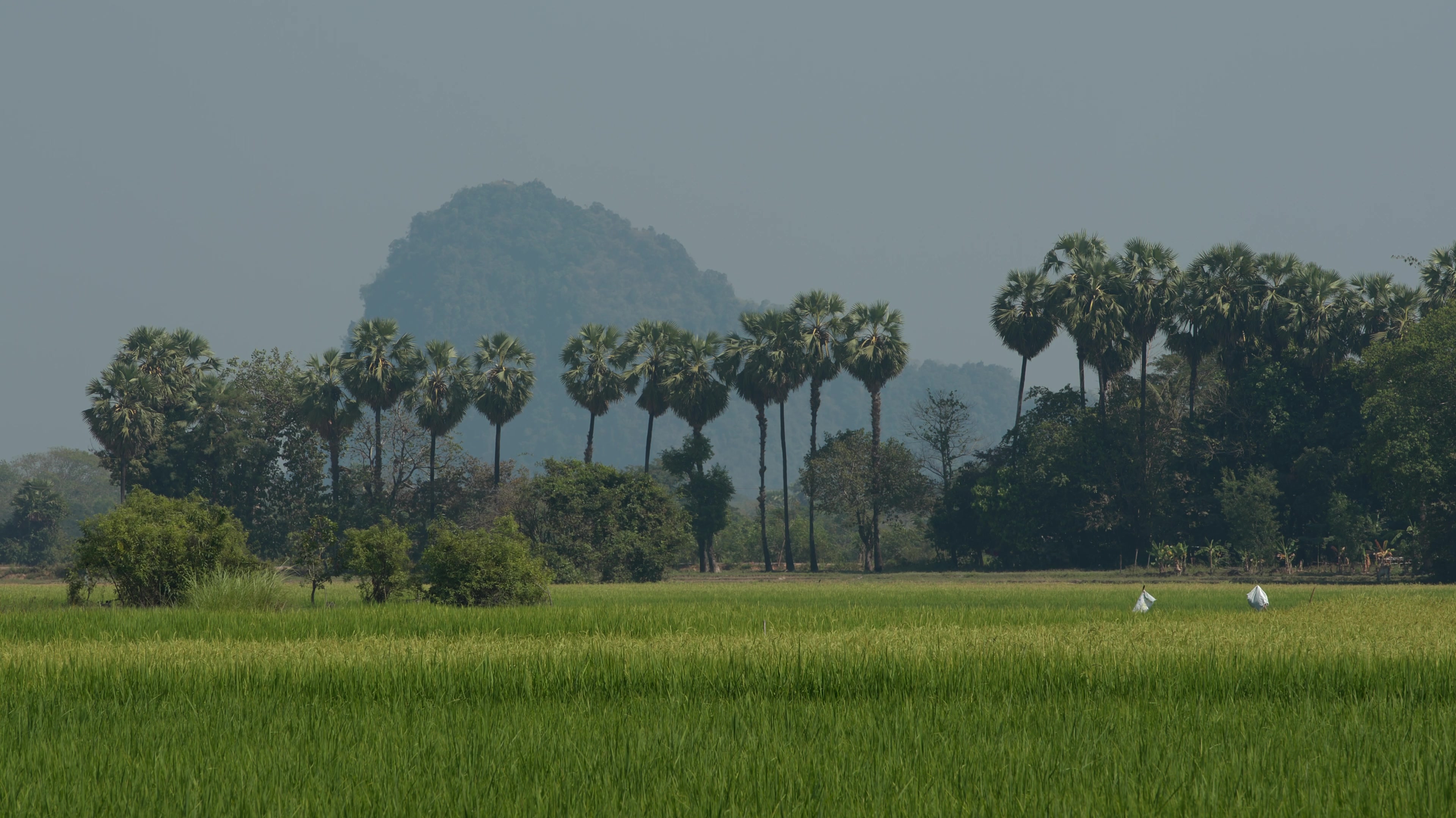 Green Rice Fields in Myanmar
