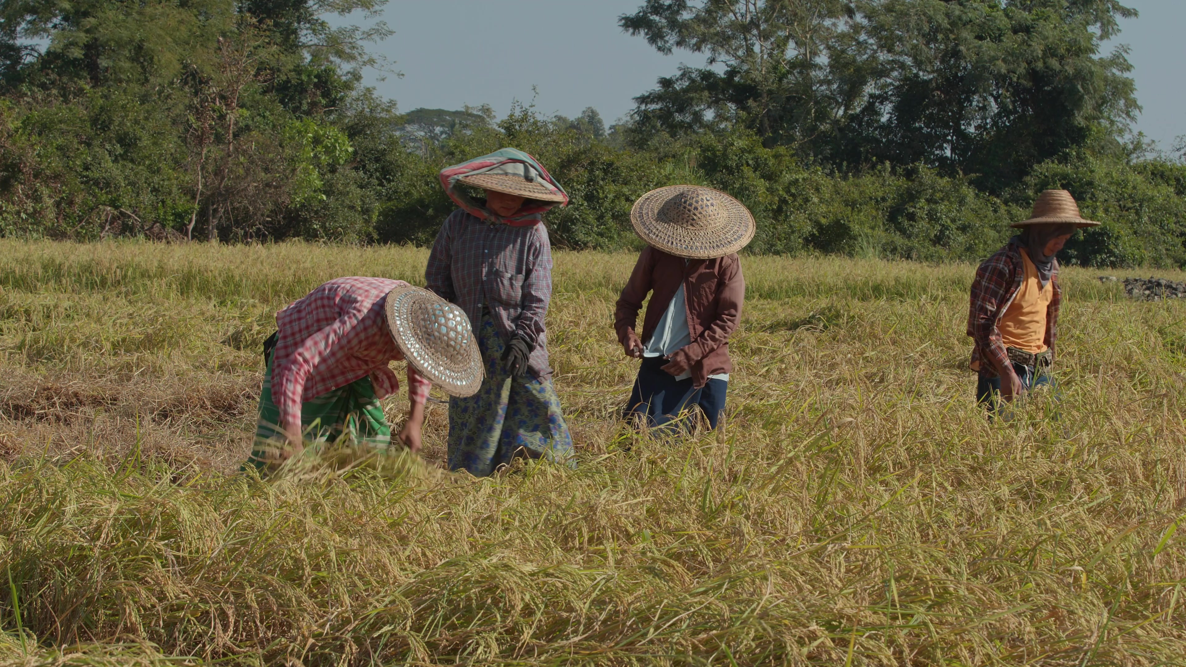 Harvesting Rice by Hand in Myanmar