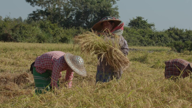 Harvesting Rice by Hand in Myanmar