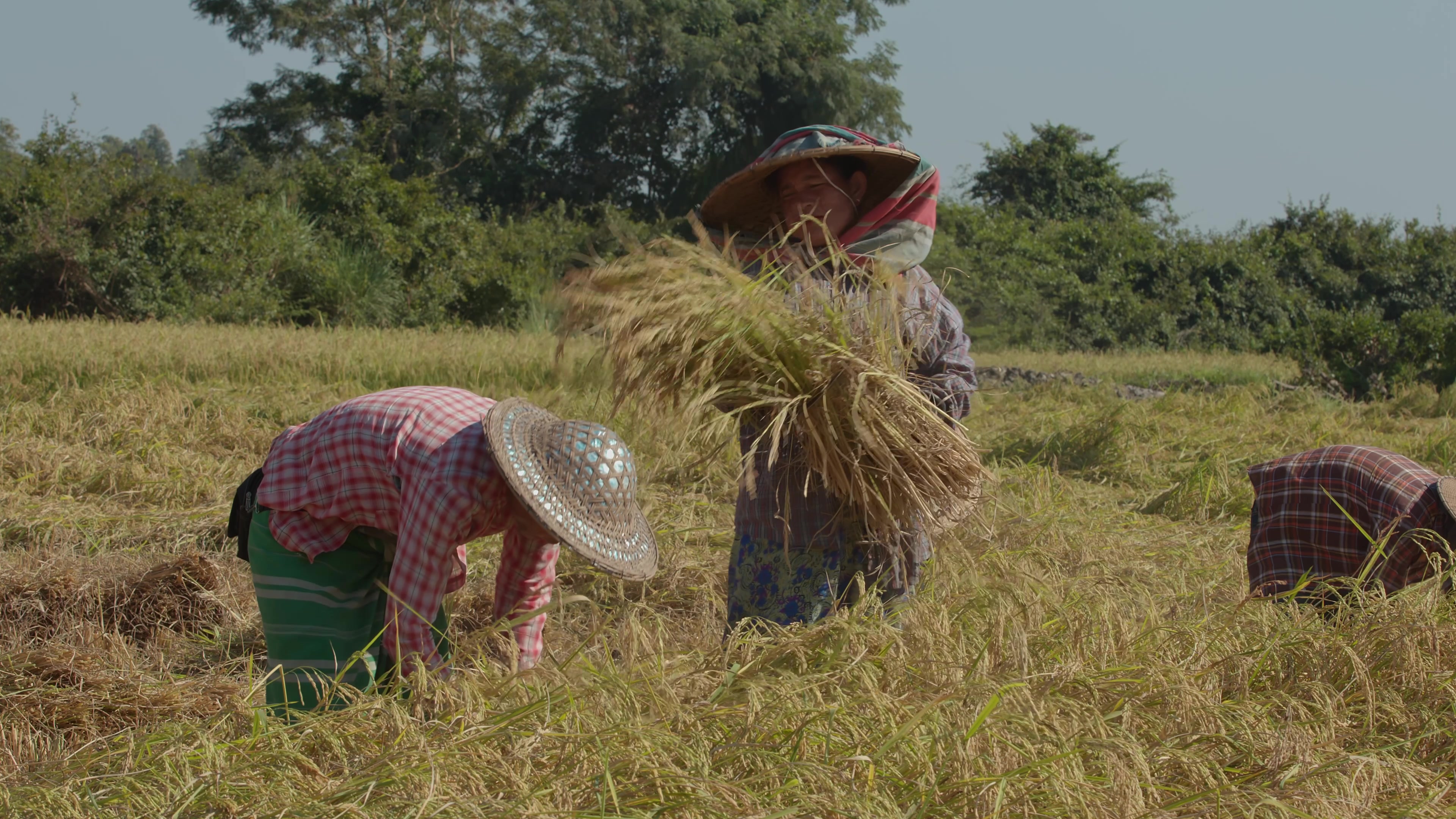 Harvesting Rice by Hand in Myanmar