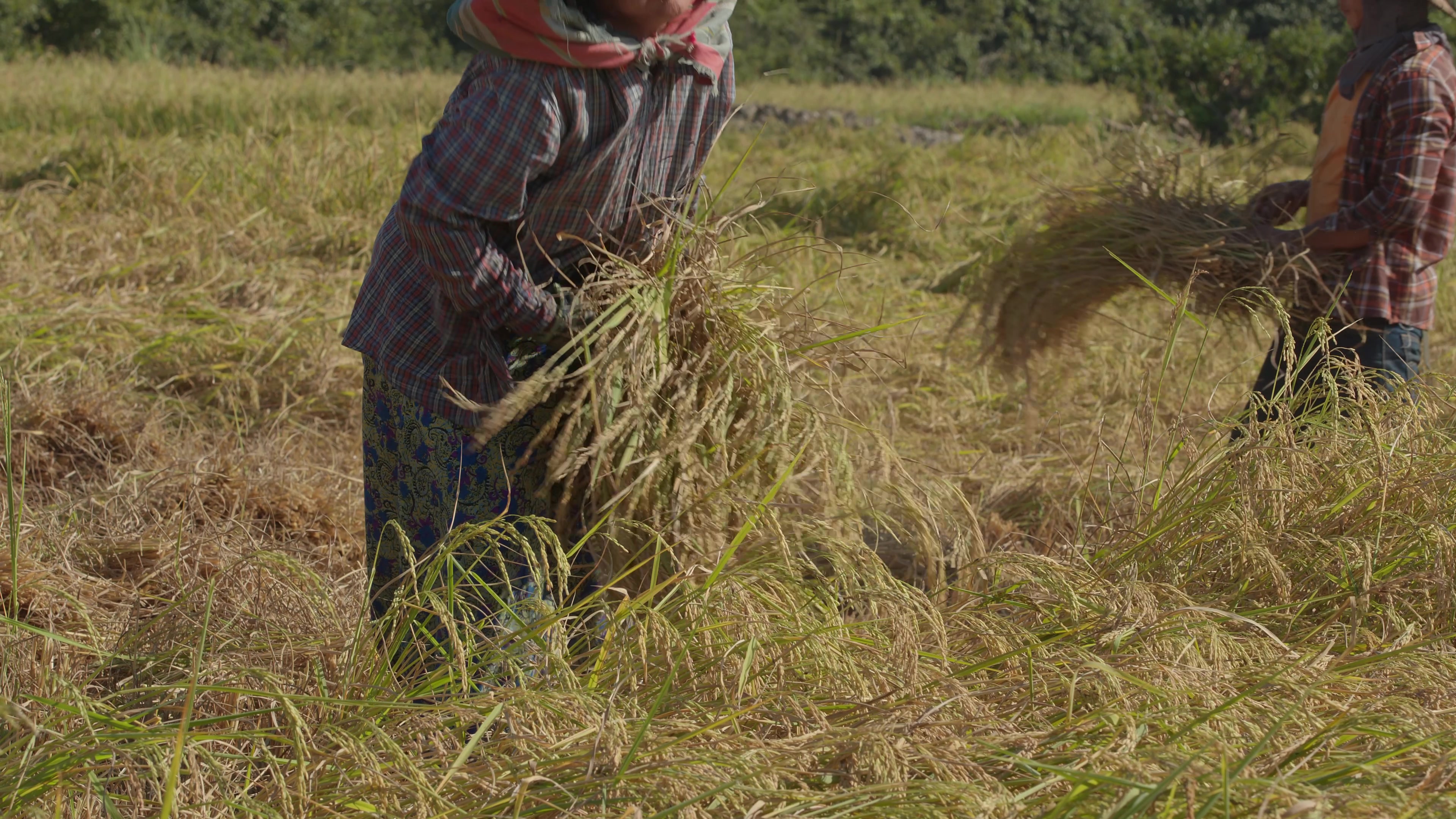Harvesting Rice by Hand in Myanmar