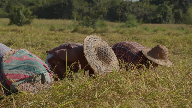 Harvesting Rice by Hand in Myanmar