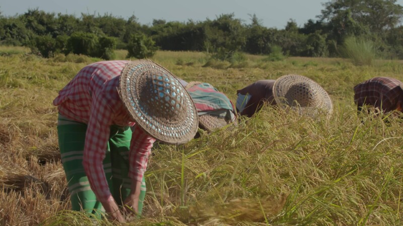 Harvesting Rice by Hand in Myanmar