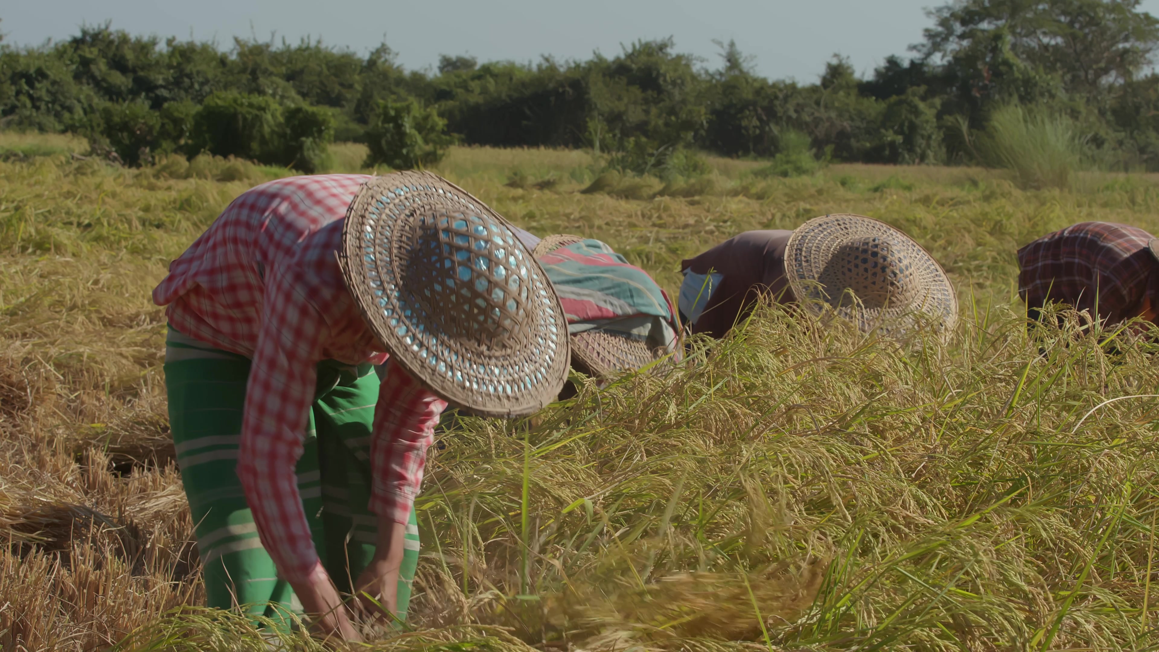 Harvesting Rice by Hand in Myanmar