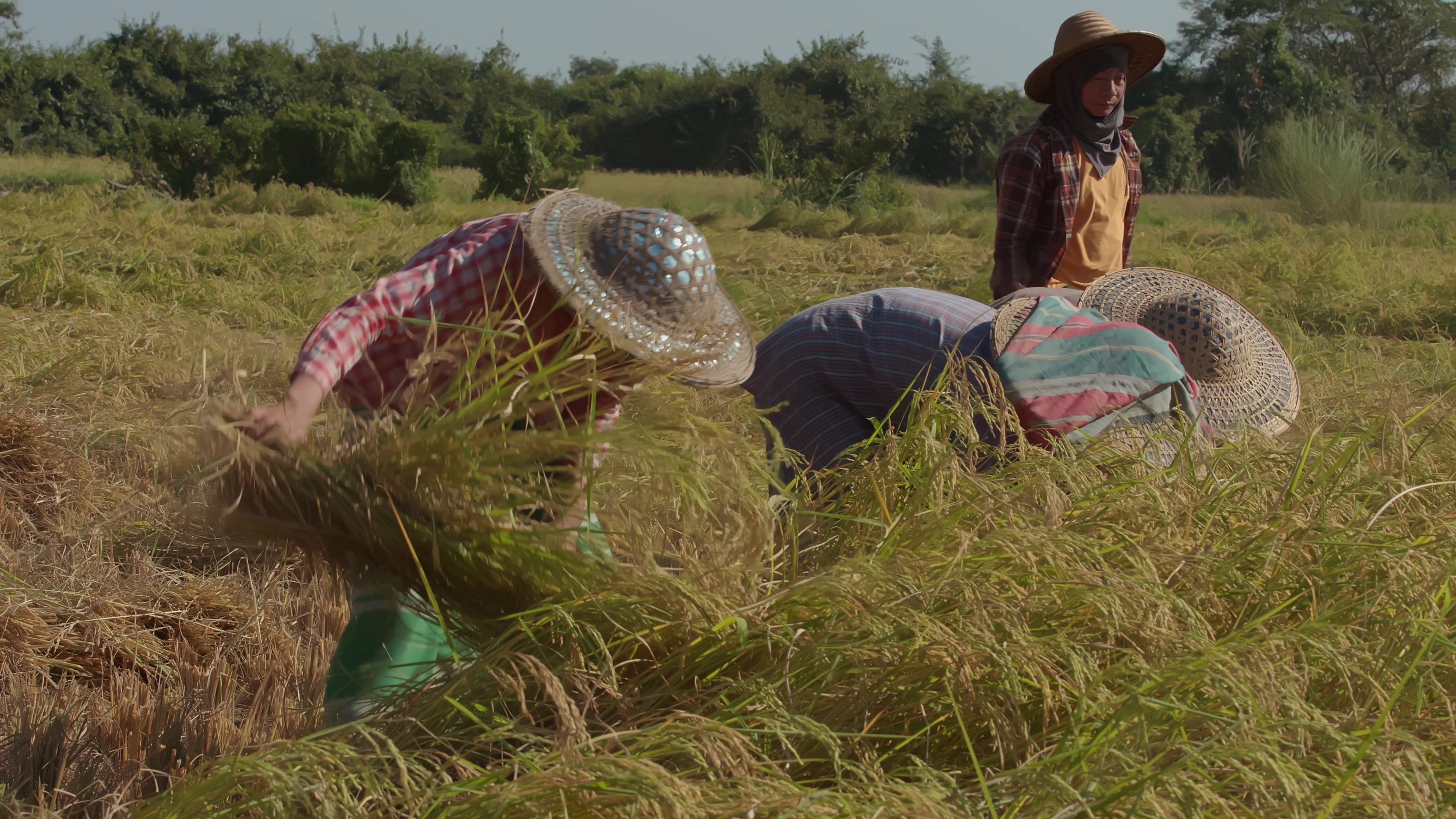 Harvesting Rice by Hand in Myanmar
