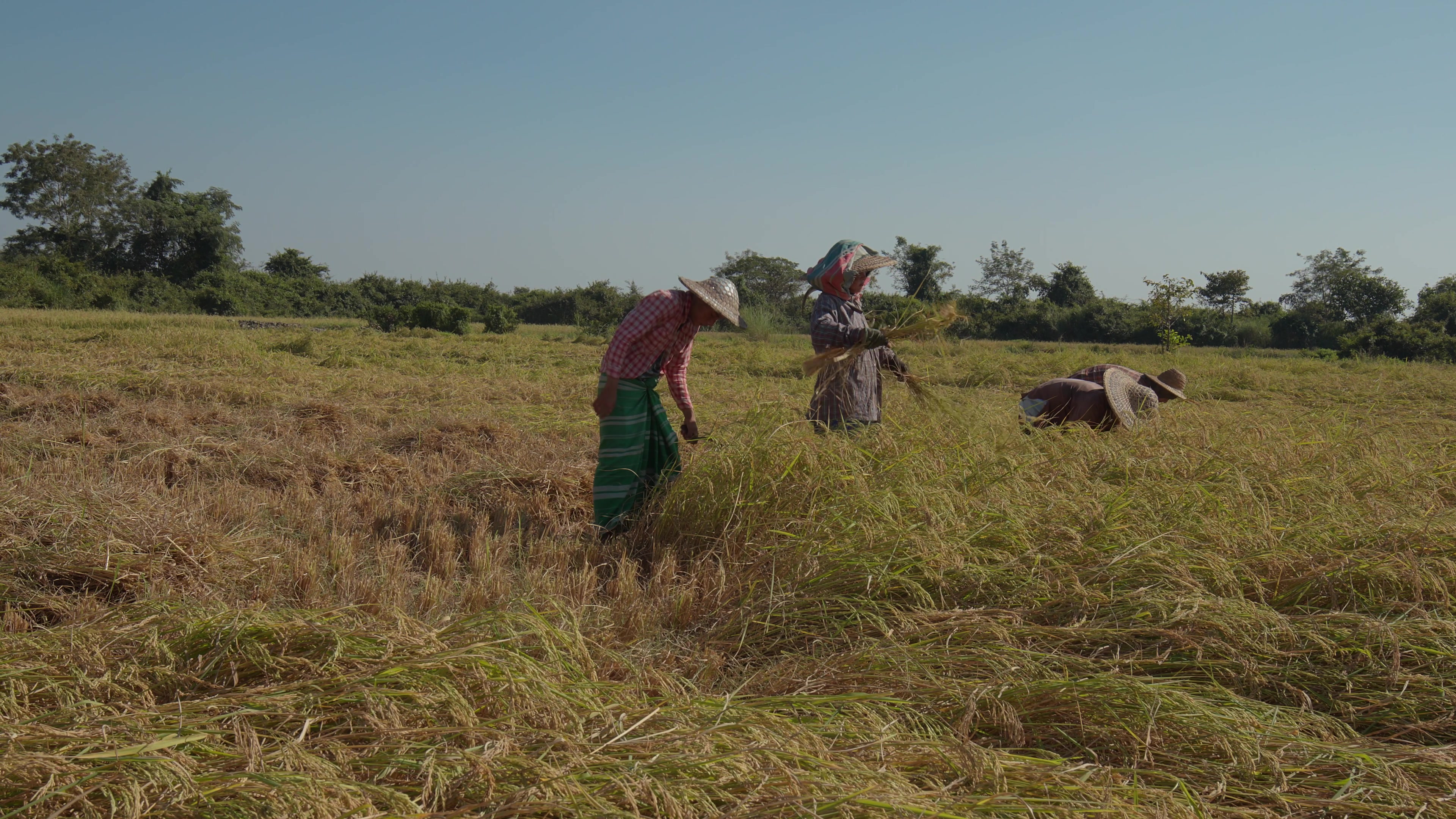 Harvesting Rice by Hand in Myanmar