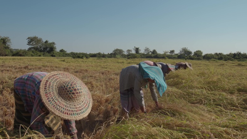 Harvesting Rice by Hand in Myanmar