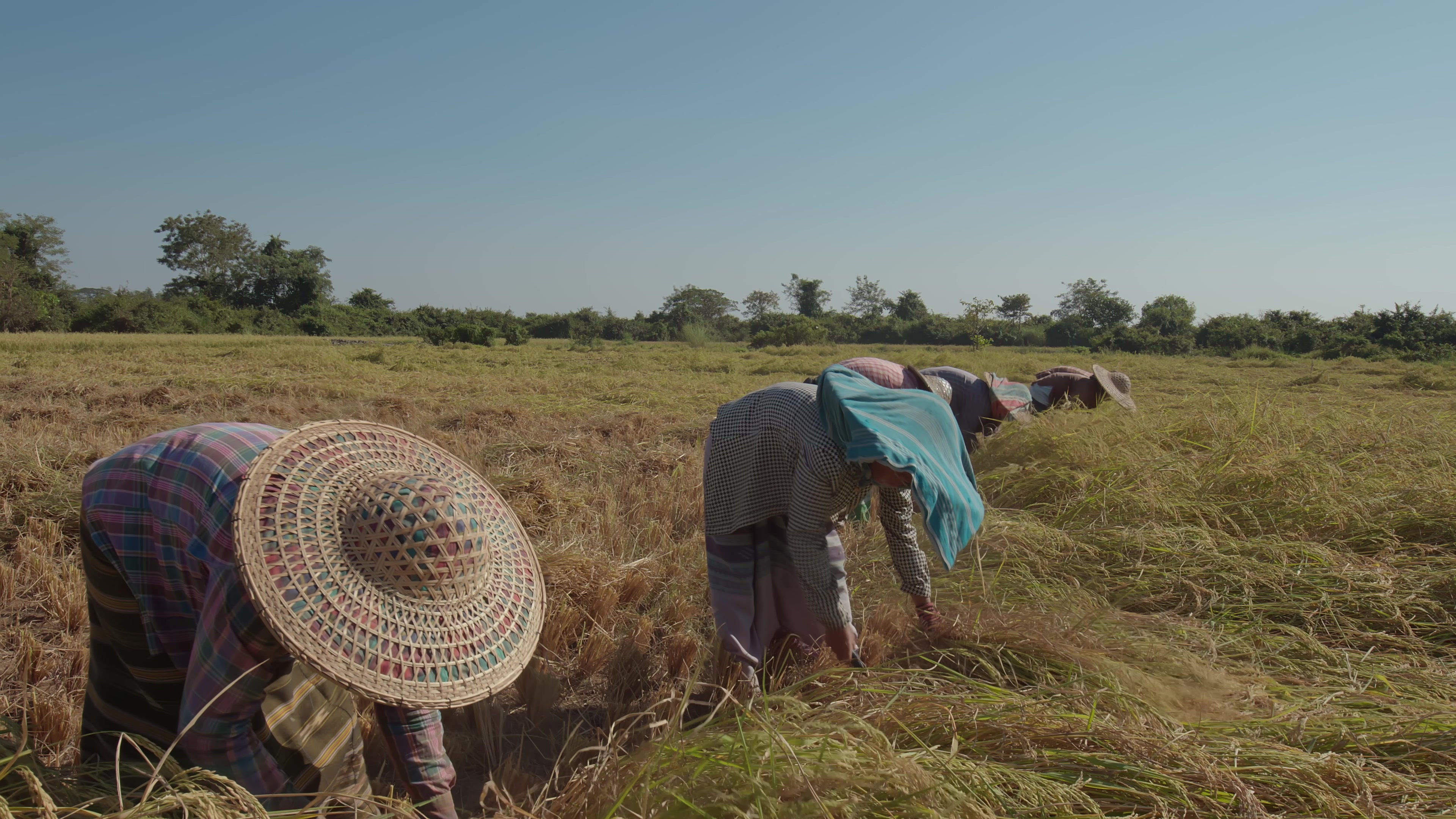 Harvesting Rice by Hand in Myanmar