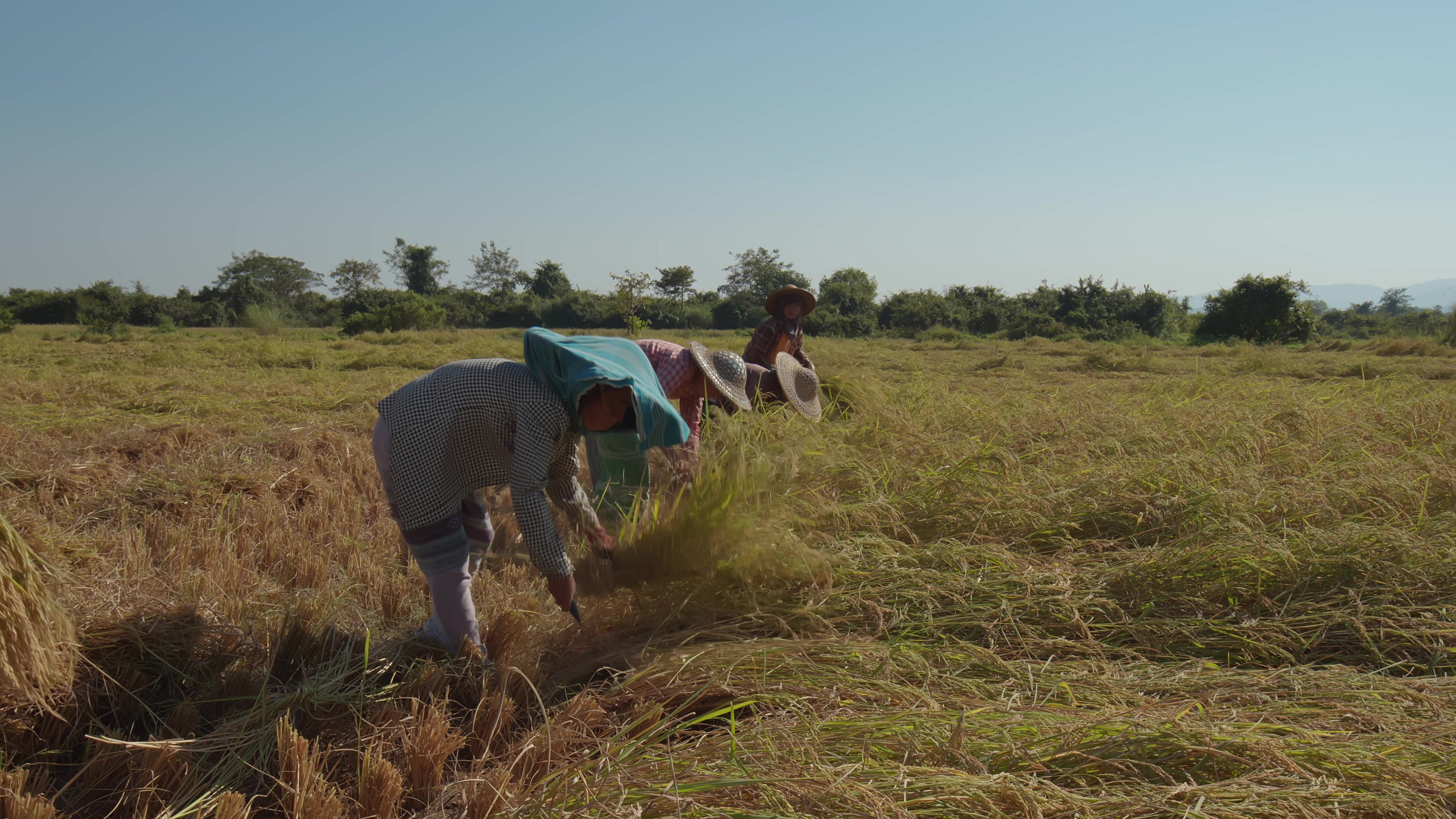 Harvesting Rice by Hand in Myanmar