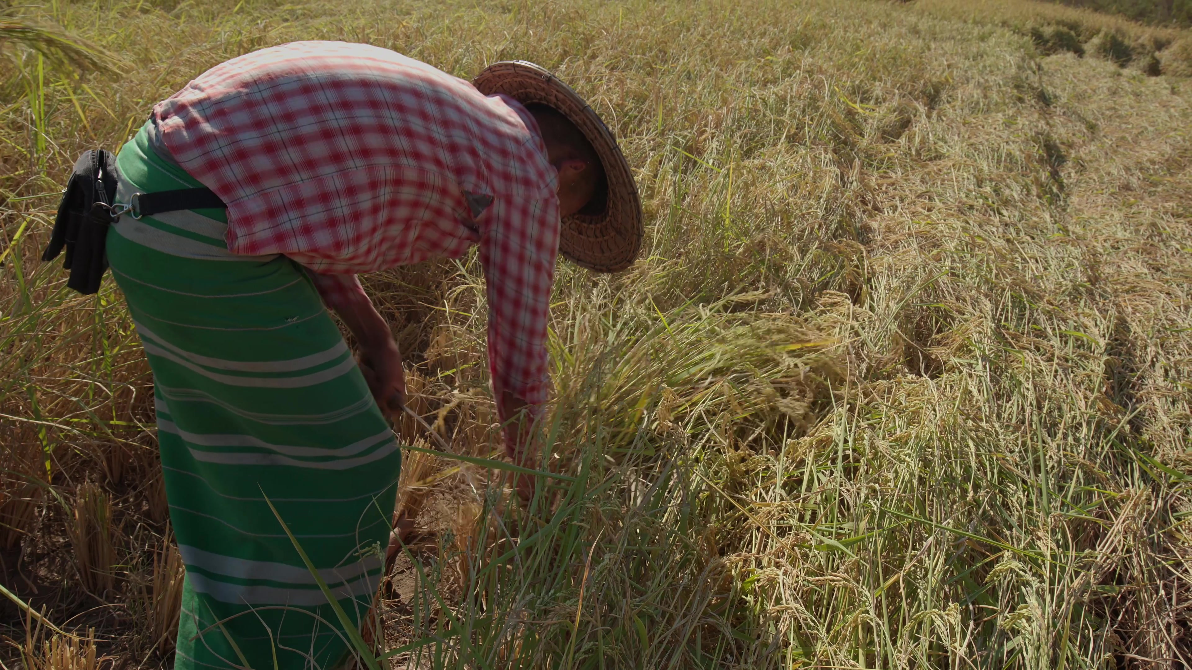 Harvesting Rice by Hand in Myanmar