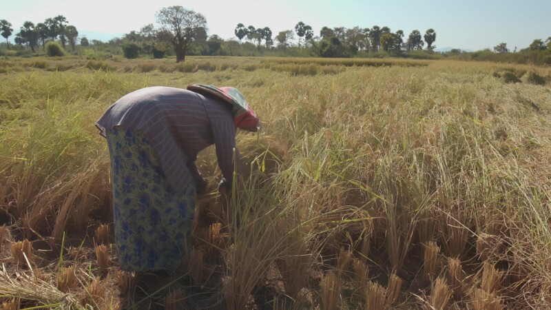 Harvesting Rice by Hand in Myanmar