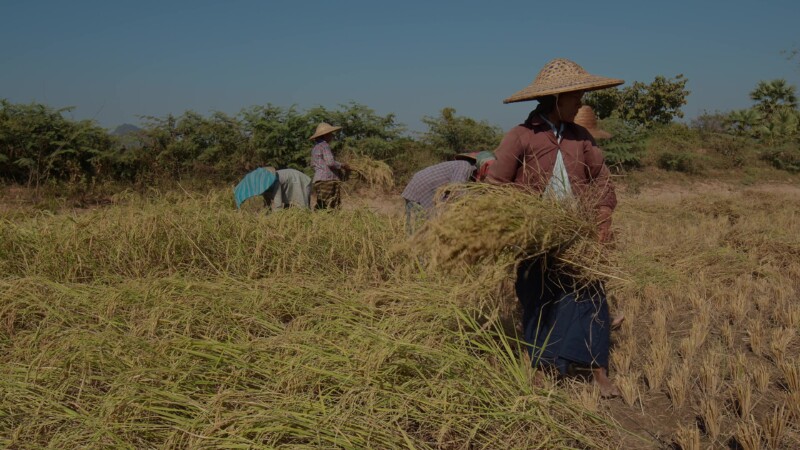 Harvesting Rice by Hand in Myanmar