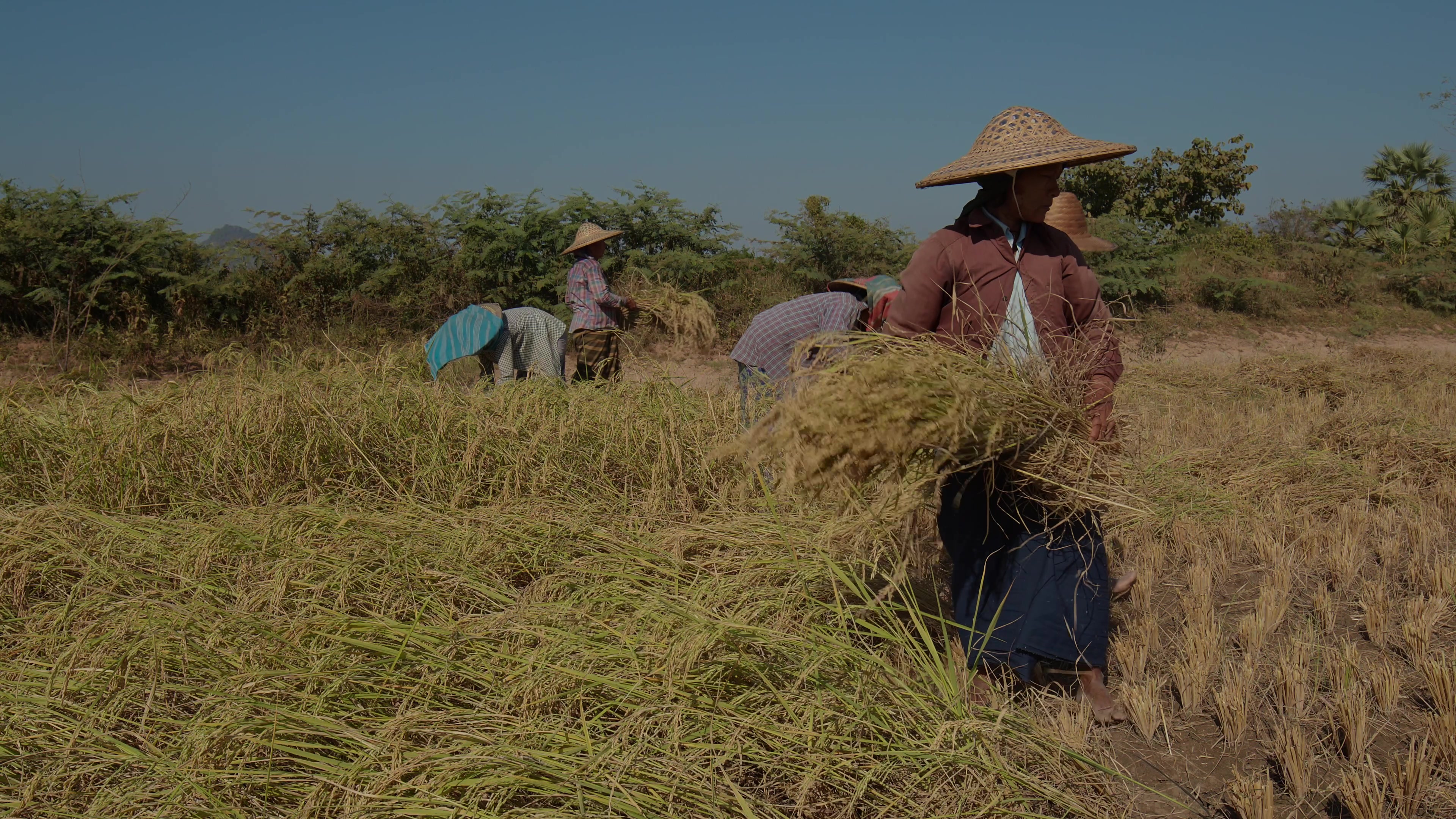 Harvesting Rice by Hand in Myanmar